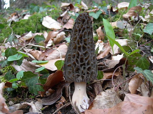 Il Tempo delle Morchelle